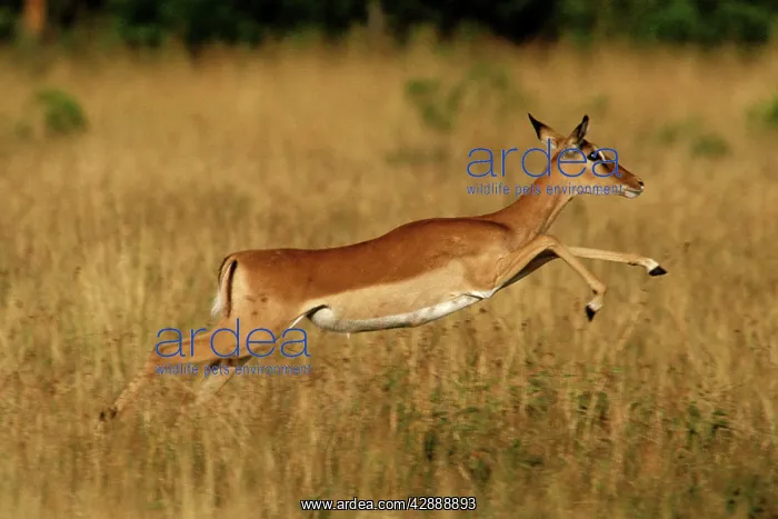  : Impala - pronking, Maasai Mara National Reserve