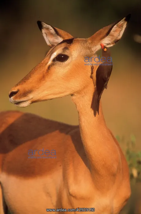 : IMPALA - Red-billed Oxpecker (Buphagus erythrorhynchus) : IMPALA - Red-billed Oxpecker (Buphagus erythrorhynchus)