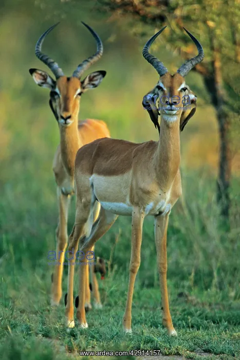 : Impala - With Red-billed Oxpeckers (Buphagus erythrorhynchus : Impala - With Red-billed Oxpeckers (Buphagus erythrorhynchus