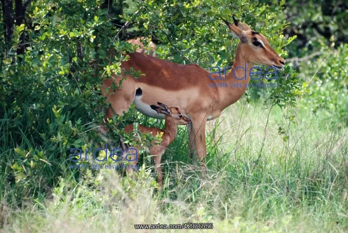 : Impala resting in shade with young fawn : Impala resting in shade with young fawn