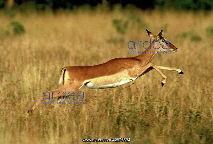 : Impala - running : Impala - running