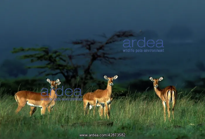 : Impala - running : Impala - running