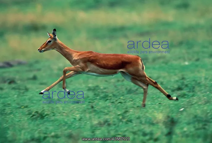  : Impala - Running