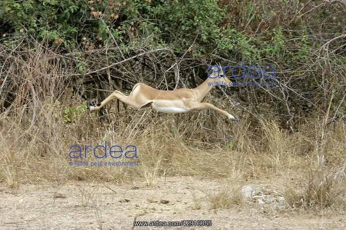 : Impala - running : Impala - running