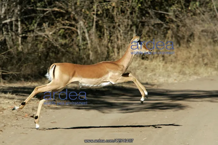 : Impala - running across path : Impala - running across path