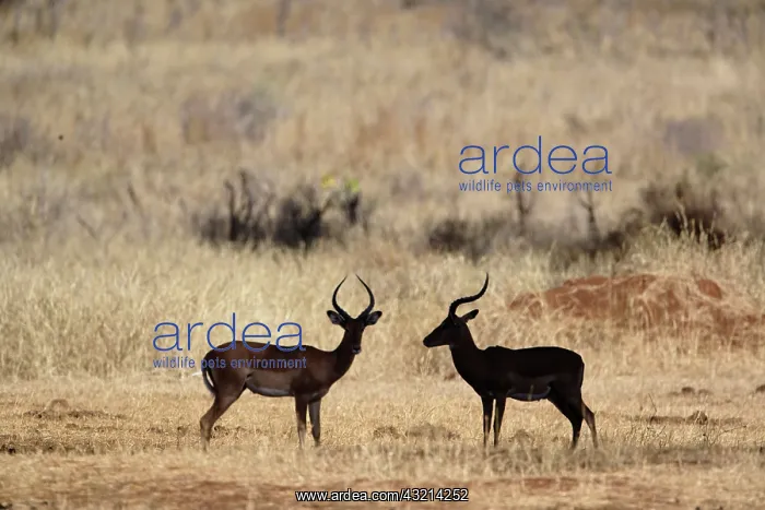 : Impala, silhouette, Aepyceros melampus : Impala, silhouette, Aepyceros melampus