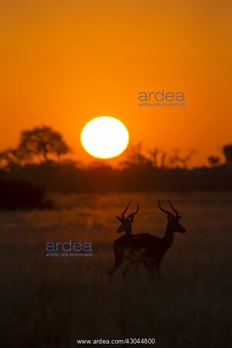 : Impala - silhouette as sun sets - Botswana, Africa : Impala - silhouette as sun sets - Botswana, Africa