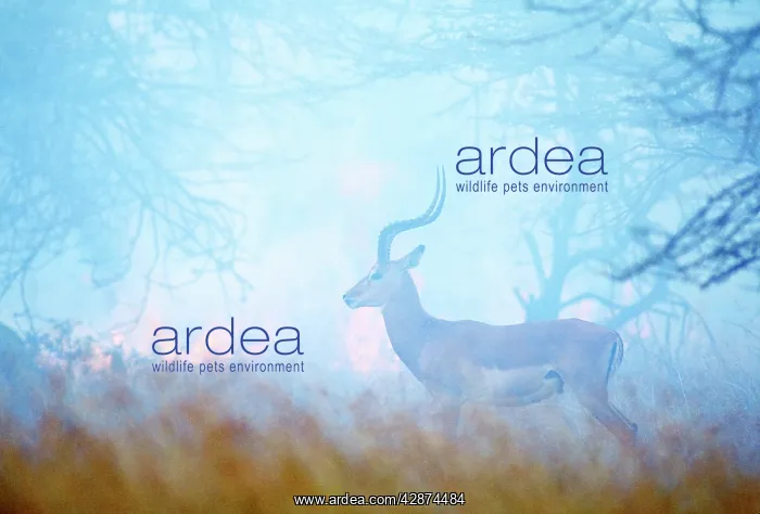 : Impala - standing infront of fire & smoke : Impala - standing infront of fire & smoke