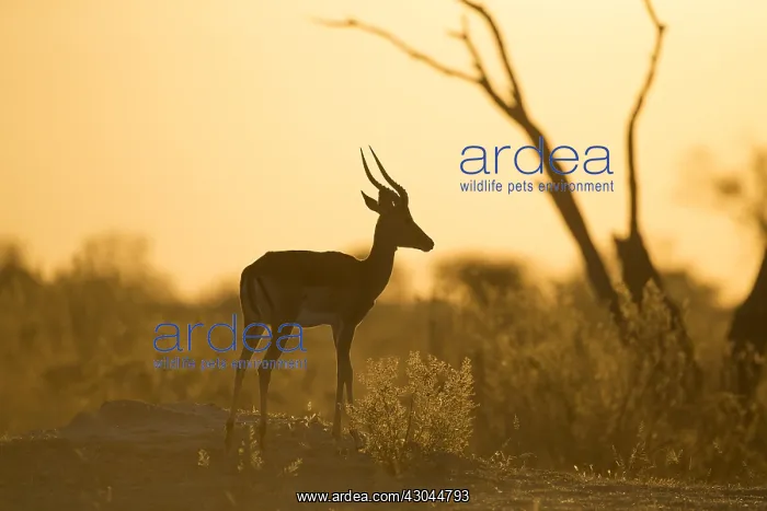  : Impala - standing at sunrise - Botswana, Africa