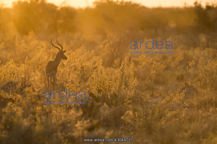 : Impala - at sunset - Botswana, Africa