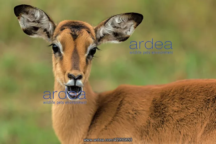 : Impala - young male portrait : Impala - young male portrait
