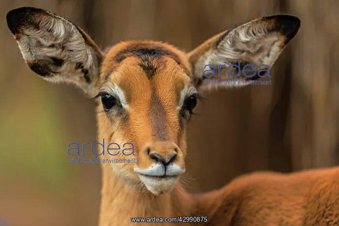: Impala - young male portrait : Impala - young male portrait