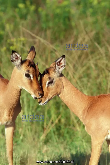 : IMPALA - young pair involved in social grooming : IMPALA - young pair involved in social grooming