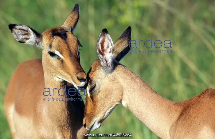 : IMPALA - Young pair involved in social grooming : IMPALA - Young pair involved in social grooming