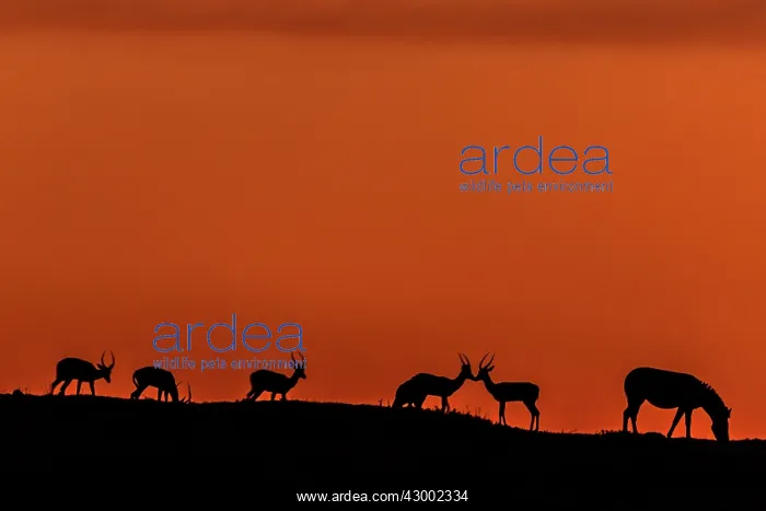 : Impala with Zebra (Equus burchelli) silhouettes : Impala with Zebra (Equus burchelli) silhouettes