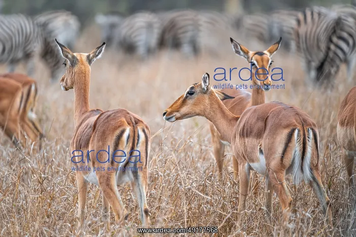  : Impalas (Aepyceros melampus), adult males in dry grass