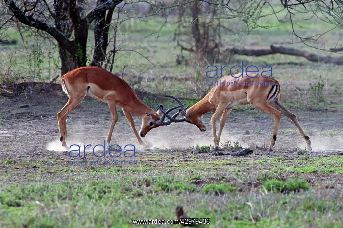 : Impalas - fighting : Impalas - fighting