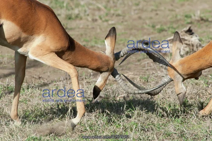  : Impalas - fighting