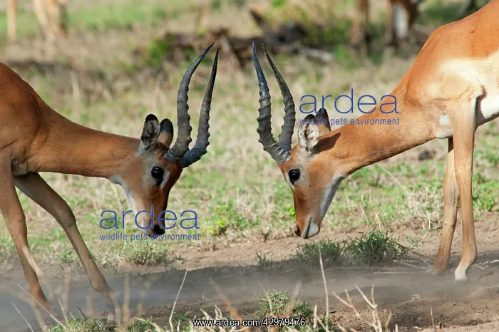 : Impalas - fighting : Impalas - fighting