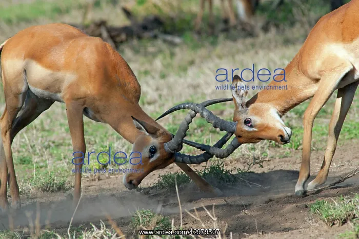 : Impalas - fighting : Impalas - fighting