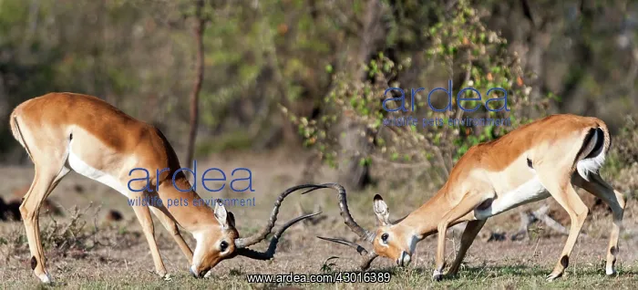  : Impalas males fighting