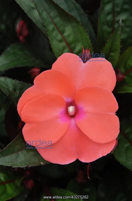 : Impatiens flower, variety New Guinea; popular : Impatiens flower, variety New Guinea; popular