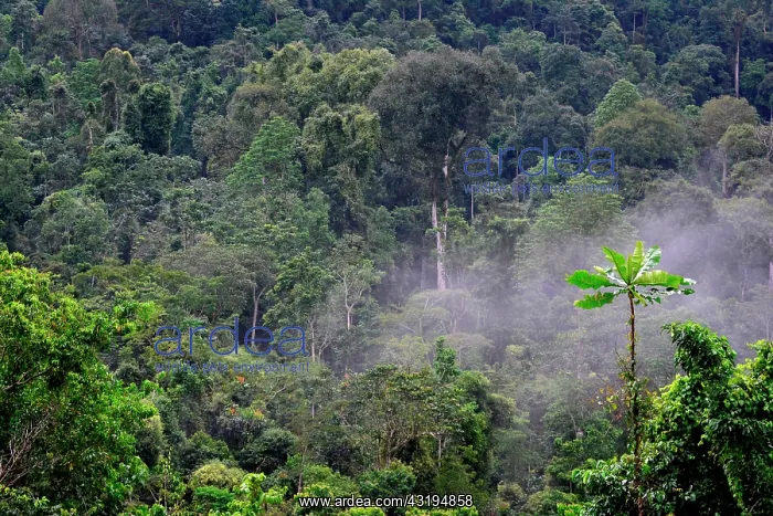  : The impenetrable forest, world heritage site by