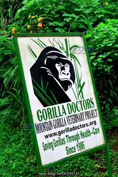 : The impenetrable forest, world heritage site by : The impenetrable forest, world heritage site by