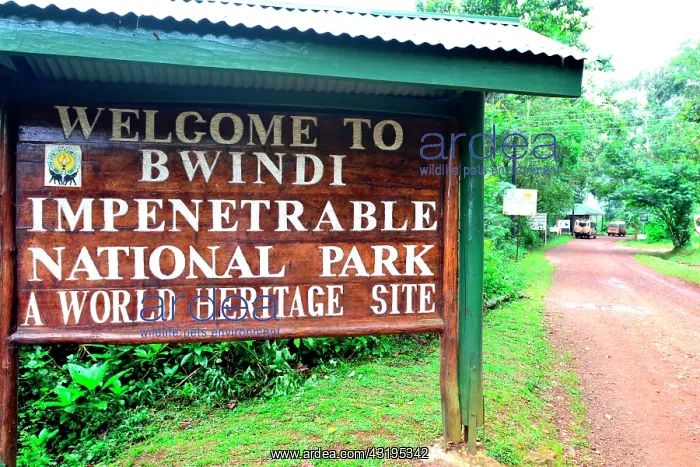  : The impenetrable forest, world heritage site by