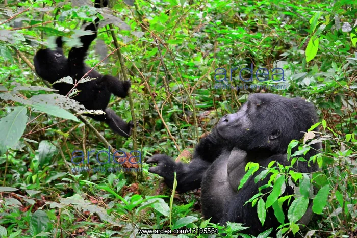 : The impenetrable forest, world heritage site by : The impenetrable forest, world heritage site by