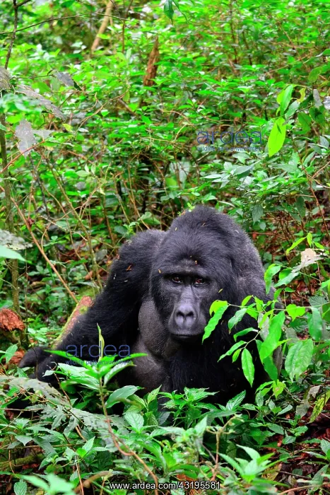 : The impenetrable forest, world heritage site by : The impenetrable forest, world heritage site by