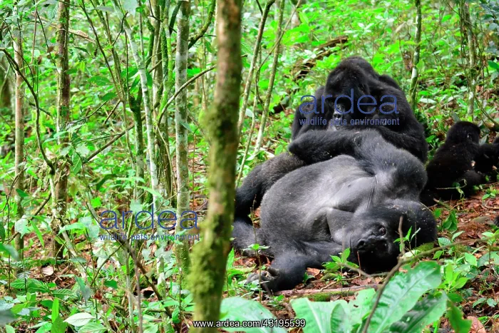 : The impenetrable forest, world heritage site by : The impenetrable forest, world heritage site by
