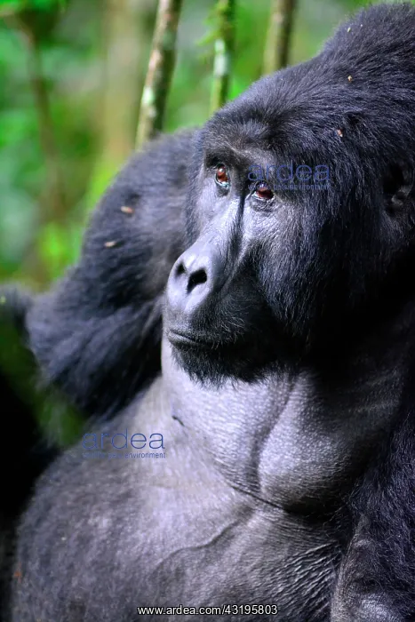 : The impenetrable forest, world heritage site by : The impenetrable forest, world heritage site by