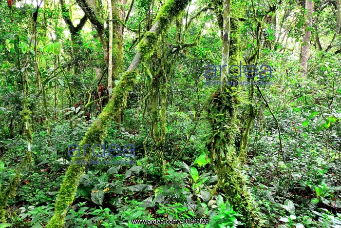 : This Impenetrable Forest, a World Heritage Site : This Impenetrable Forest, a World Heritage Site