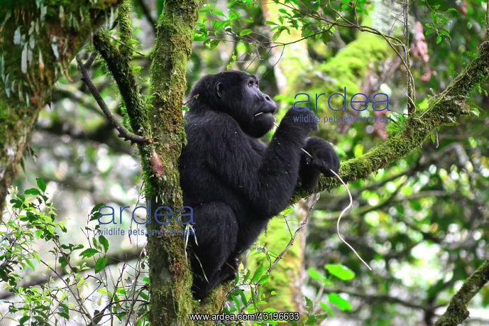 : The impenetrable forest, world heritage site by : The impenetrable forest, world heritage site by
