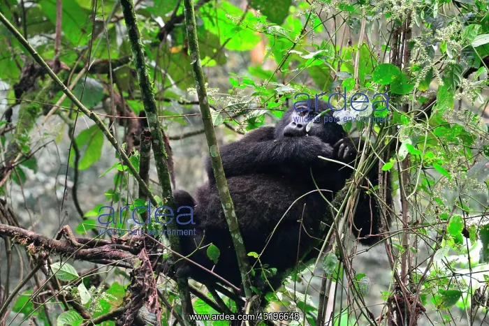 : The impenetrable forest, world heritage site by : The impenetrable forest, world heritage site by