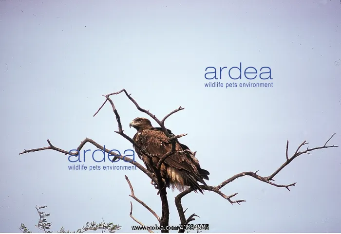 : IMPERIAL / Adalbert's EAGLE - perched in tree : IMPERIAL / Adalbert's EAGLE - perched in tree