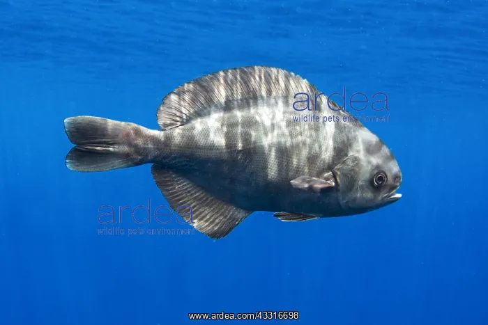 : Imperial blackfish (Schedophilus ovalis), juvenile : Imperial blackfish (Schedophilus ovalis), juvenile