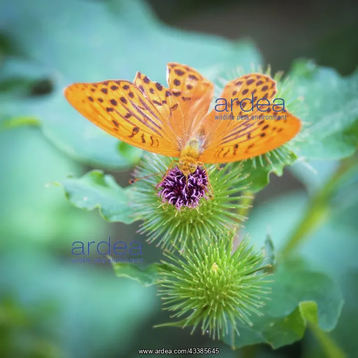  : Imperial coat butterfly on a thistle
