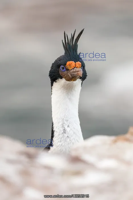 : Imperial Cormorant - Falkland Islands : Imperial Cormorant - Falkland Islands
