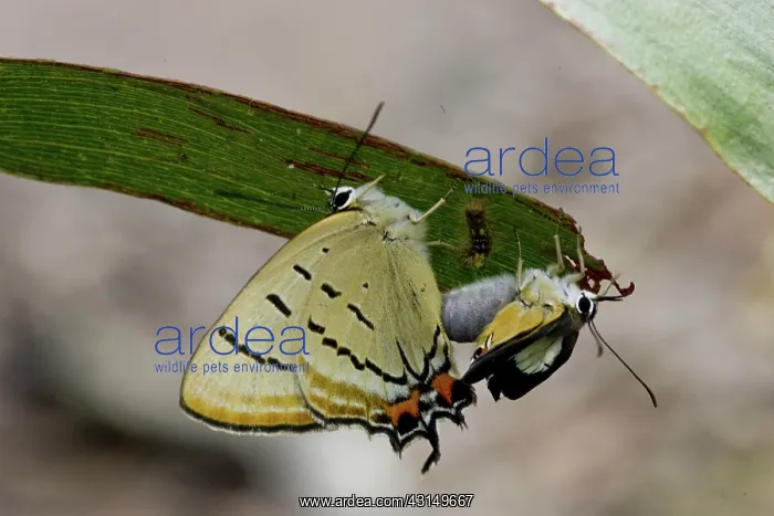  : Imperial Hairstreak Butterfly