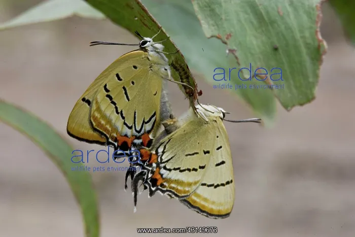 : Imperial Hairstreak Butterfly : Imperial Hairstreak Butterfly