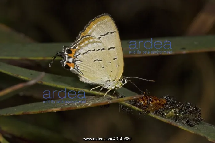: Imperial Hairstreak Butterfly : Imperial Hairstreak Butterfly