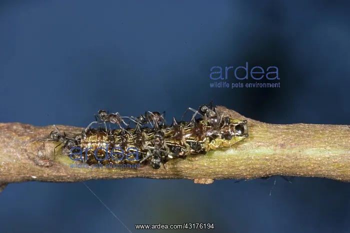 : Imperial Hairstreak Butterfly : Imperial Hairstreak Butterfly