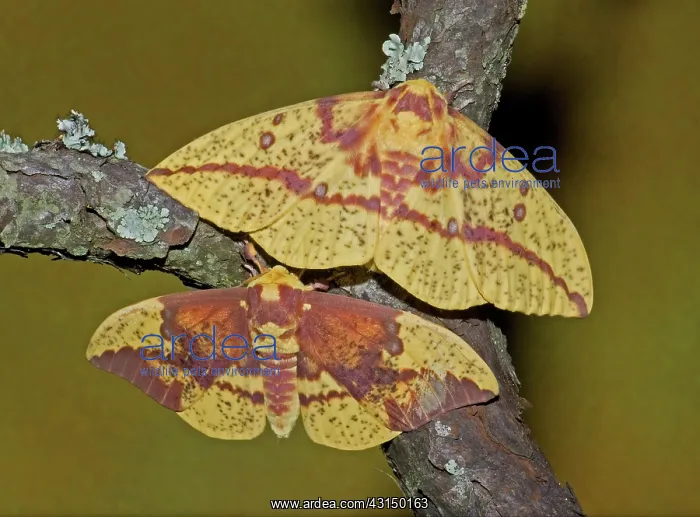 : Imperial Moth : Imperial Moth