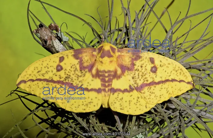 : Imperial Moth : Imperial Moth