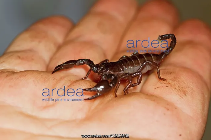 : Imperial Scorpion - on keepers hand : Imperial Scorpion - on keepers hand