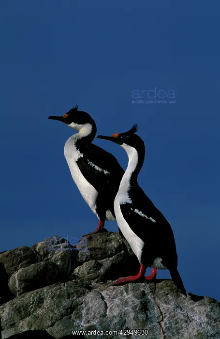: Imperial shag : Imperial shag