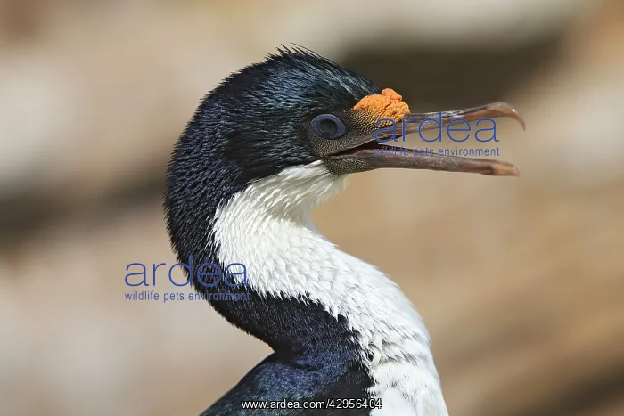 : Imperial Shag : Imperial Shag