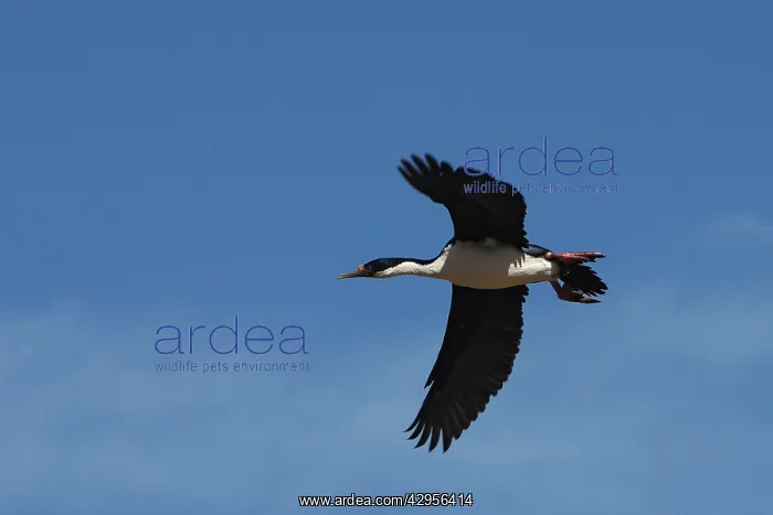 : Imperial Shag : Imperial Shag